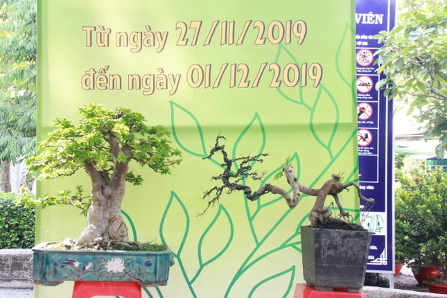 Mê mải với kỳ hoa, dị thảo ở 'vương quốc' hoa Gò Vấp ảnh 14