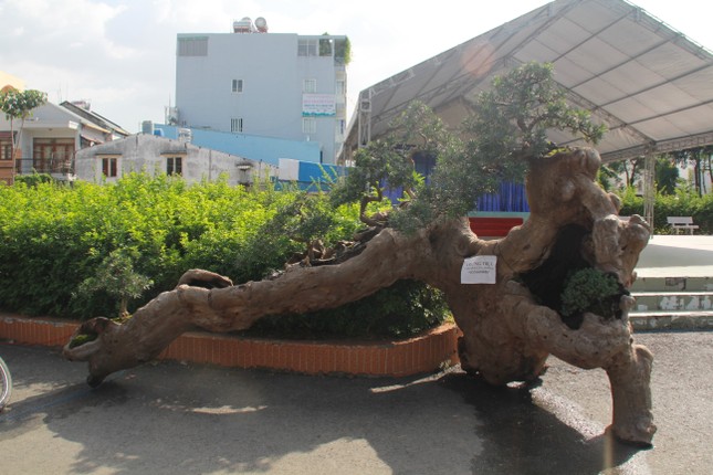 Mê mải với kỳ hoa, dị thảo ở 'vương quốc' hoa Gò Vấp ảnh 15