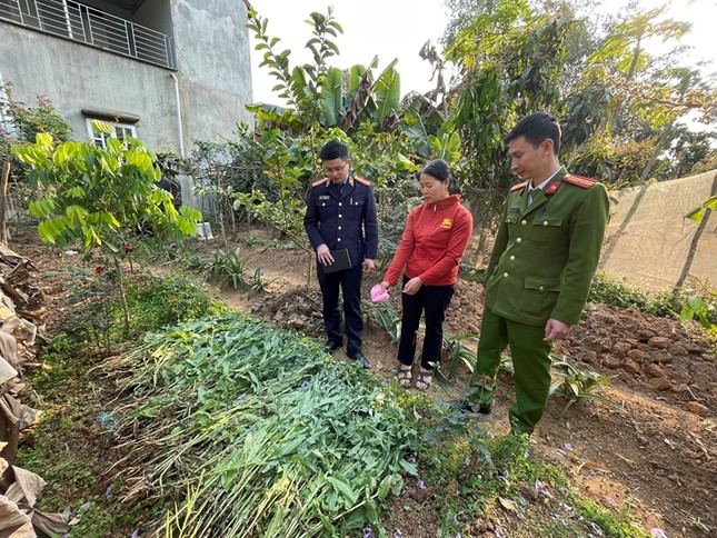 Phát hiện vườn cần sa trong đầm nuôi tôm ở Hải Phòng ảnh 1