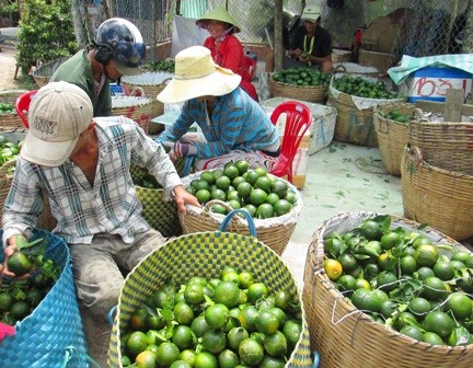 Tốt nghiệp đại học… về quê trồng cam sành thu tiền tỷ ảnh 2