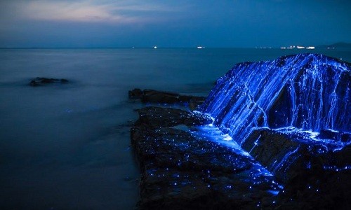 Tôm biển phát quang sáng rực bờ biển Nhật ảnh 5