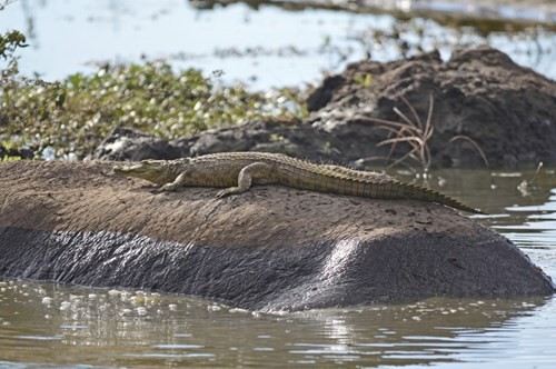 Young crocodile riding a giant hippo's back because it was mistaken for... a rock photo 2