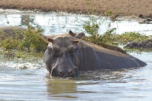 Young crocodile riding a giant hippo's back because it was mistaken for... a rock photo 3
