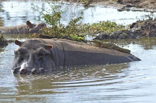 Young crocodile riding a giant hippo's back because it was mistaken for... a rock photo 6