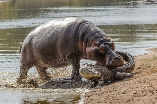 Young crocodile riding a giant hippo's back because it was mistaken for... a rock photo 9