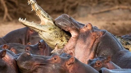 Young crocodile riding a giant hippo's back because it was mistaken for... a rock photo 11