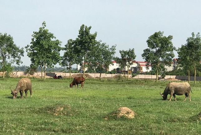 'Lệnh' kiểm tra 2.000 ha đất dự án đô thị bỏ hoang ở ngoại thành Hà Nội ảnh 1
