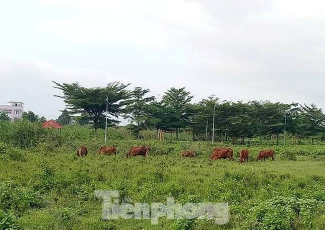 Công an mời 'ông lớn' lên làm việc, thanh tra sử dụng đất công viên trăm tỷ ảnh 1