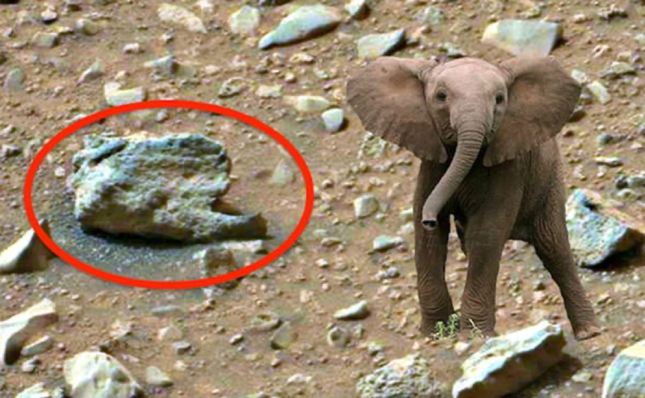 Thợ săn UFO tuyên bố phát hiện 'voi' trên... sao Hỏa ảnh 3