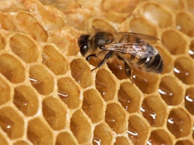  Ong mật và sáp ong mật