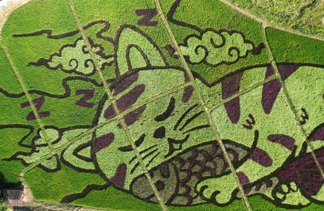 Cánh đồng ở Thái Lan biến thành bức tranh mèo khổng lồ ảnh 1