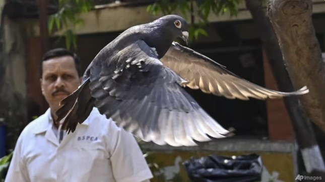 Ấn Độ thả con chim bị nghi do thám cho Trung Quốc ảnh 1