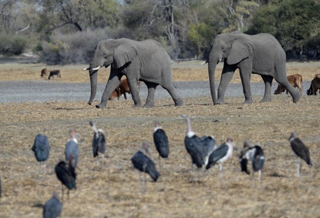 Tranh cãi chuyện săn bắn, Botswana tuyên bố sẵn sàng đưa 20.000 con voi sang Đức ảnh 1