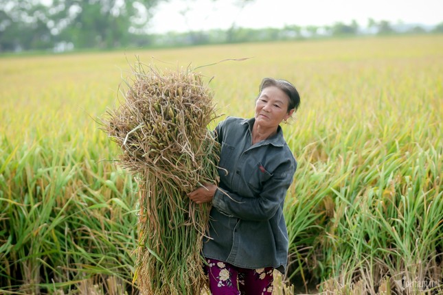 'Hạt ngọc' Việt Nam: Các nước chi vài tỷ USD gom mua, Thái Lan đua trồng ảnh 2