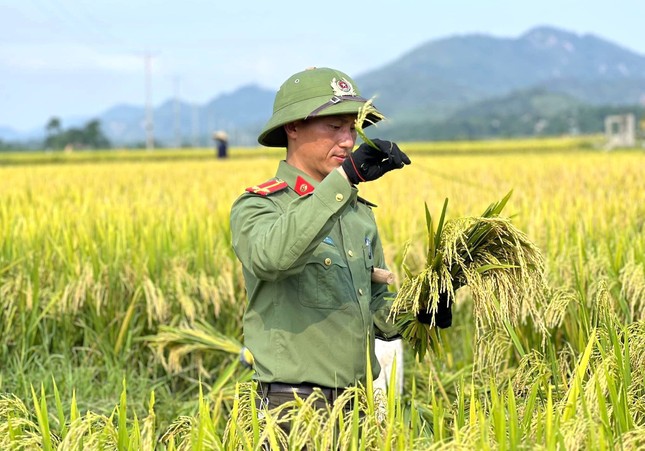 Đoàn viên thanh niên, công an đội nắng thu hoạch lúa giúp người dân ảnh 11
