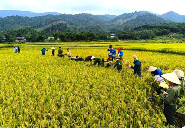 Đoàn viên thanh niên, công an đội nắng thu hoạch lúa giúp người dân ảnh 4