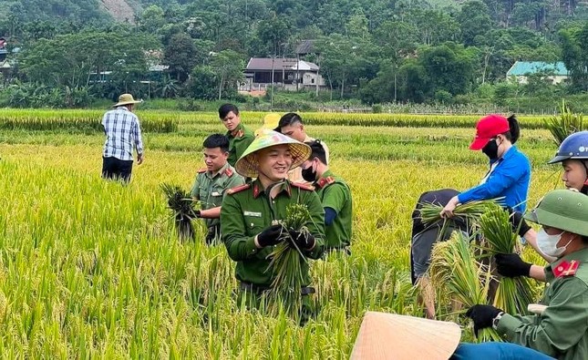 Đoàn viên thanh niên, công an đội nắng thu hoạch lúa giúp người dân ảnh 16