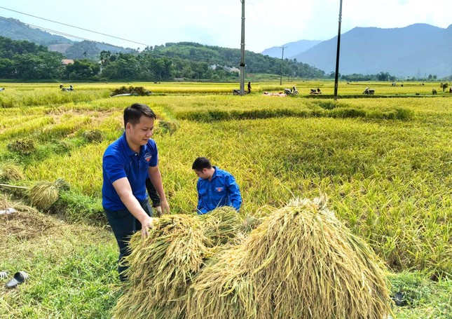 Đoàn viên thanh niên, công an đội nắng thu hoạch lúa giúp người dân ảnh 14