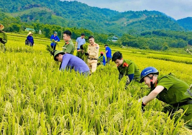 Đoàn viên thanh niên, công an đội nắng thu hoạch lúa giúp người dân ảnh 15