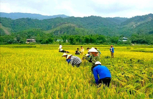 Đoàn viên thanh niên, công an đội nắng thu hoạch lúa giúp người dân ảnh 2