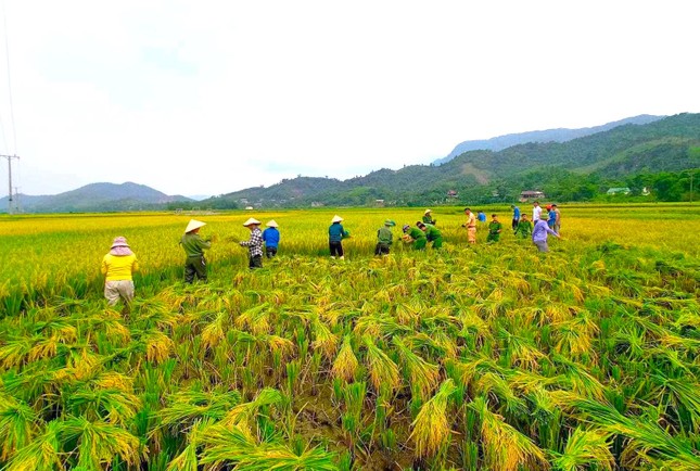 Đoàn viên thanh niên, công an đội nắng thu hoạch lúa giúp người dân ảnh 5
