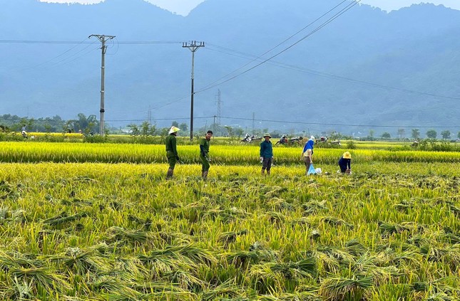 Đoàn viên thanh niên, công an đội nắng thu hoạch lúa giúp người dân ảnh 3
