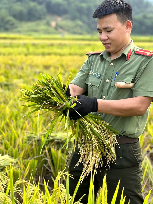 Đoàn viên thanh niên, công an đội nắng thu hoạch lúa giúp người dân ảnh 6
