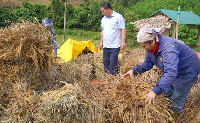 Nhiều ha lúa nảy mầm, nông dân thiệt hại hàng tỷ đồng ảnh 3