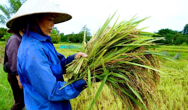 Nhiều ha lúa nảy mầm, nông dân thiệt hại hàng tỷ đồng ảnh 4