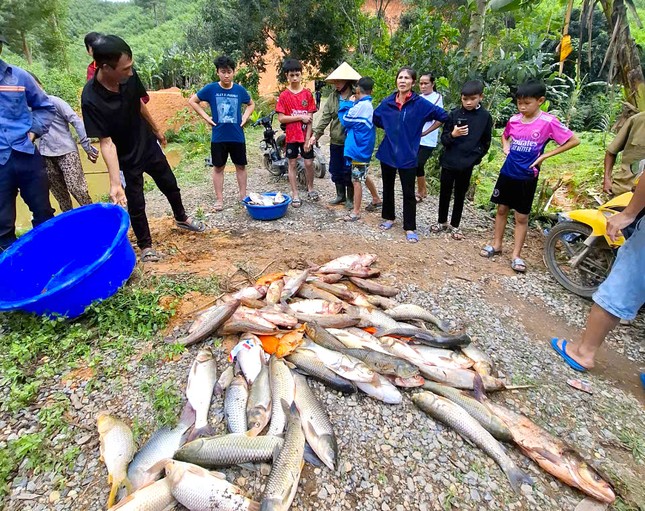 Vụ cá trong 4 ao chết hàng loạt: Đầu độc ao cá vì mâu thuẫn với hàng xóm ảnh 2