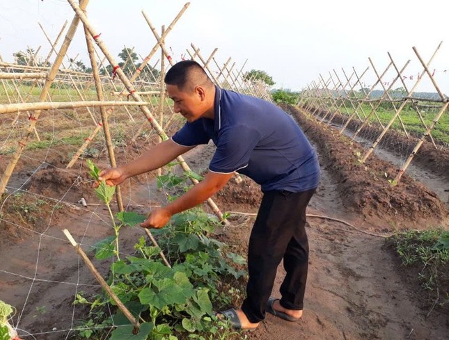 Bí thư Đoàn khởi nghiệp thành công với rau sạch quê nhà ảnh 8