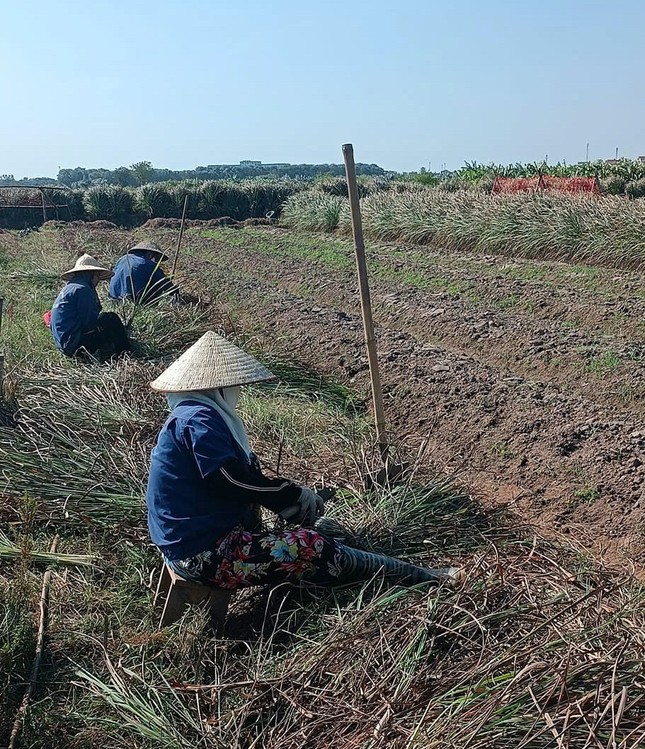 Bí thư Đoàn khởi nghiệp thành công với rau sạch quê nhà ảnh 7