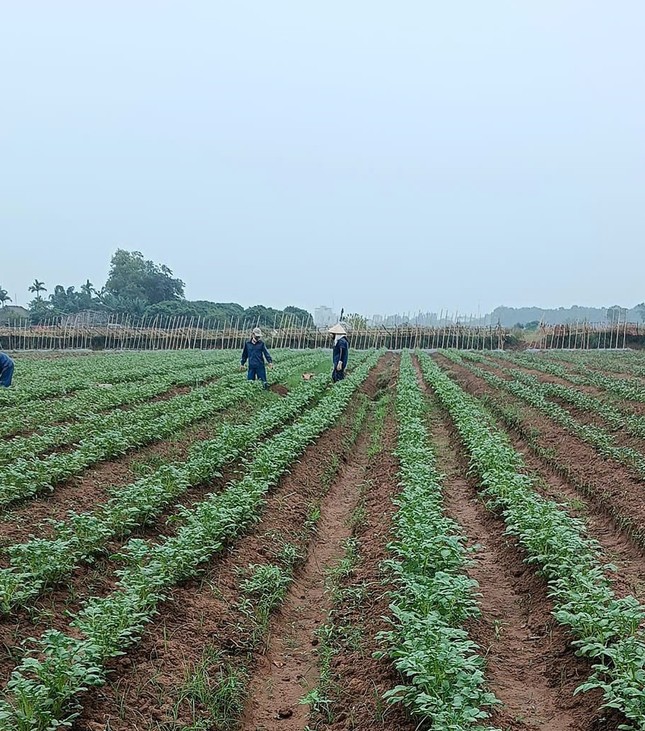 Bí thư Đoàn khởi nghiệp thành công với rau sạch quê nhà ảnh 5