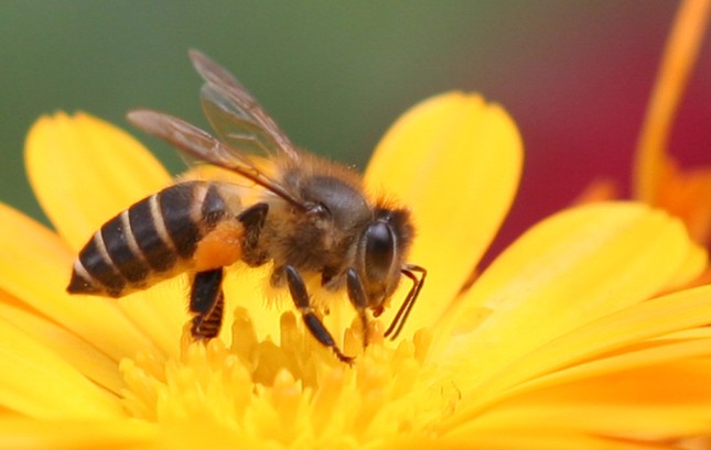1001 thắc mắc: Ong có ngủ không, kinh khủng thế nào nếu ong tuyệt chủng? ảnh 1