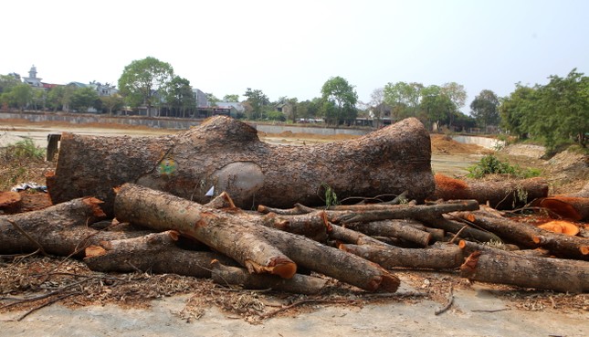 How are hundreds of 30-year-old trees cut down for the project being handled?  photo 2