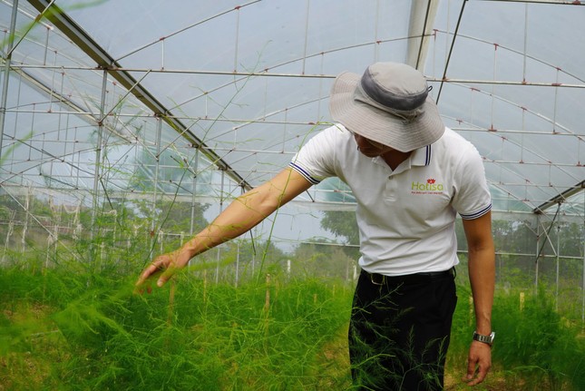 Chàng trai đam mê làm nông nghiệp sạch ảnh 2