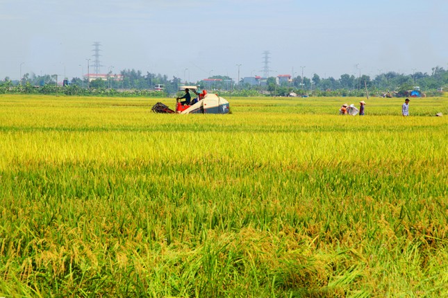 Hà Nội đề xuất chuyển đổi hơn 29 ha đất lúa để triển khai dự án tại 6 quận, huyện- Ảnh 1.