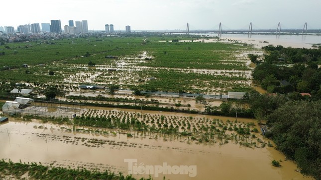 Hà Nội hỗ trợ tiền cho người trồng đào, quất ảnh 1