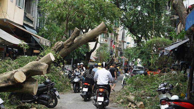 Cây xanh gãy đổ ngổn ngang trên phố cổ Hà Nội sau cơn bão số 3.