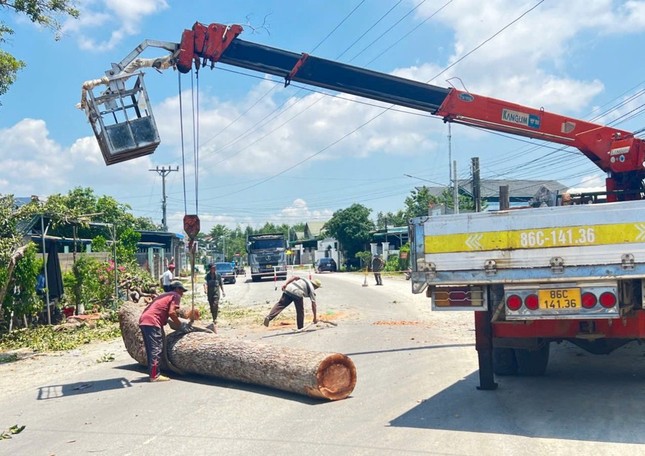 Lý do hàng loạt cây dầu hơn 100 tuổi ở Bình Thuận bị đốn hạ ảnh 2