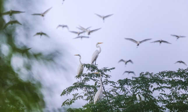 ‘Bảo mẫu’ đàn chim trời ảnh 5