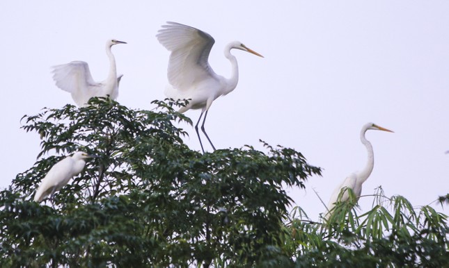 ‘Bảo mẫu’ đàn chim trời ảnh 3