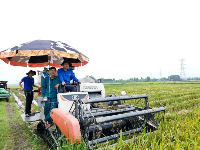 'Áo xanh' hỗ trợ thu hoạch rau màu, di dời tài sản để thi công đường dây 500kV mạch 3 ảnh 3