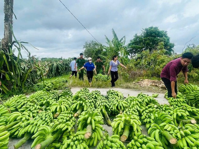 385 ha chuối bị đổ sau bão số 3, tuổi trẻ Thái Bình kêu gọi hỗ trợ nông dân tiêu thụ chuối xanh ảnh 3