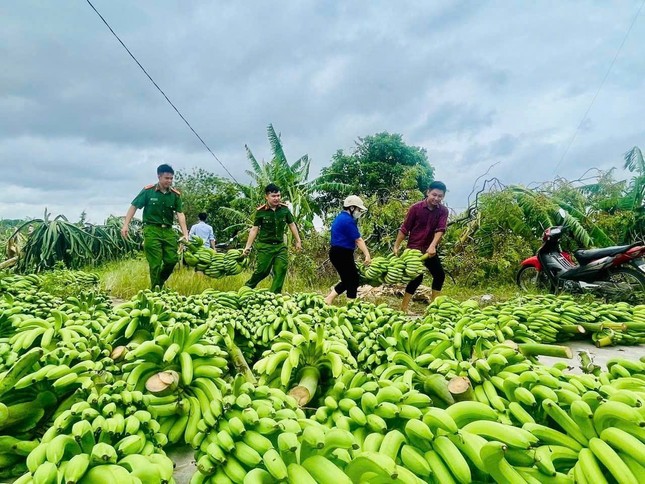 385 ha chuối bị đổ sau bão số 3, tuổi trẻ Thái Bình kêu gọi hỗ trợ nông dân tiêu thụ chuối xanh ảnh 2