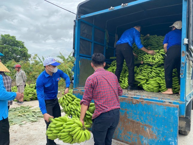 385 ha chuối bị đổ sau bão số 3, tuổi trẻ Thái Bình kêu gọi hỗ trợ nông dân tiêu thụ chuối xanh ảnh 4