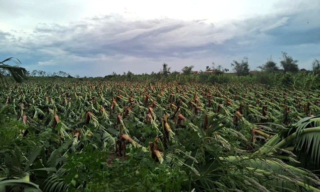 385 ha chuối bị đổ sau bão số 3, tuổi trẻ Thái Bình kêu gọi hỗ trợ nông dân tiêu thụ chuối xanh ảnh 1