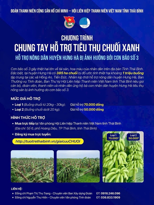 385 ha chuối bị đổ sau bão số 3, tuổi trẻ Thái Bình kêu gọi hỗ trợ nông dân tiêu thụ chuối xanh ảnh 6