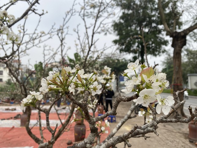 Người Hà Nội thích thú 'ăn chơi' hết tháng Giêng với hoa lê rừng ảnh 3