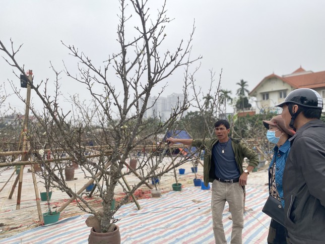 Người Hà Nội thích thú 'ăn chơi' hết tháng Giêng với hoa lê rừng ảnh 1